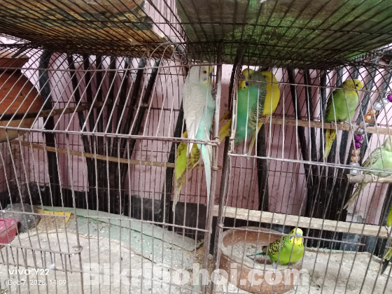 Budgie with cage